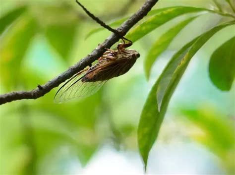 金蟬寓意|一鳴驚人！蟬的6大吉祥寓意